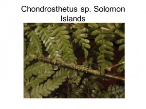 Chondrosthetus sp. Solomon Islands